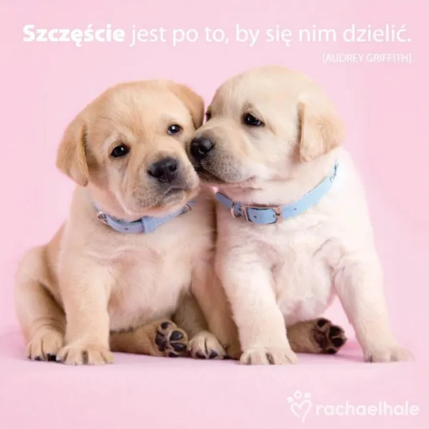 Magnes - Szczęście jest po to by się nim dzielić (pieski)