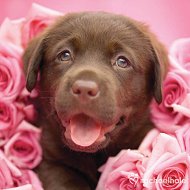 Magnes - Pies w różach