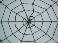 Dekoracja - Pajęczyna czarna + pająk
