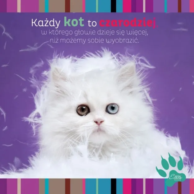 Magnes - Kot. Każdy kot to czarodziej