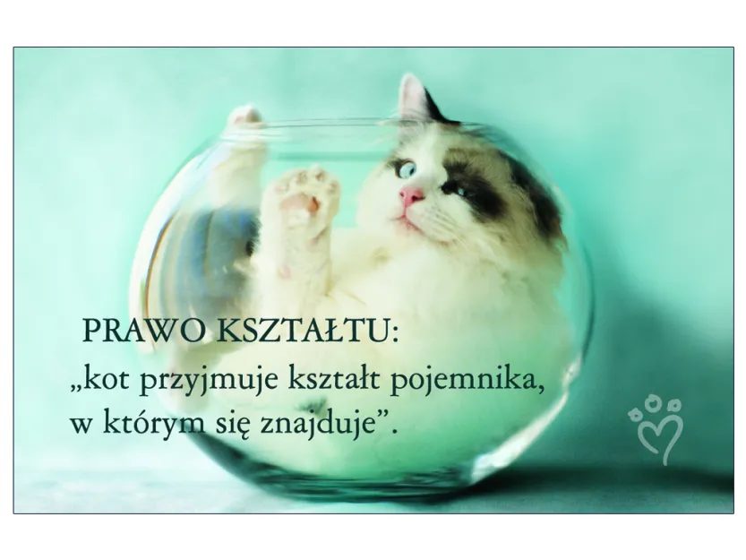 Karta kredytowa - Prawo kształtu: kot przyjmuje kształt pojemnika, w którym się znajduje