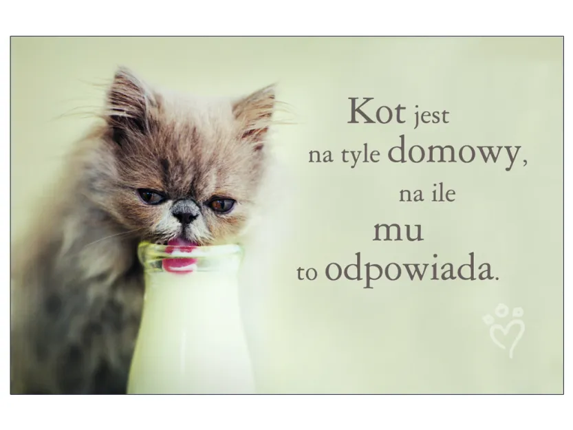 Karta kredytowa - Kot jest nie tyle domowy, na ile mu to odpowiada