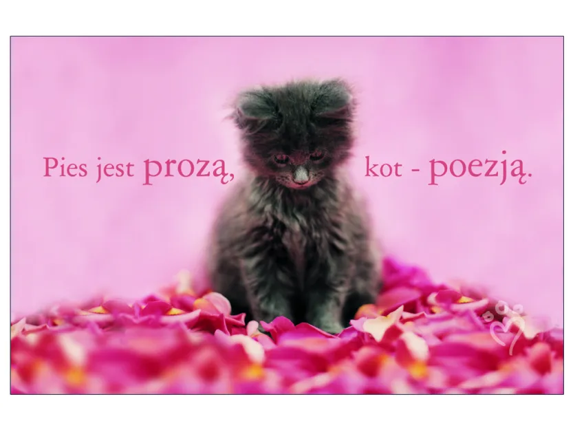 Karta kredytowa - Pies jest prozą, kot- poezją