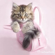 Magnes - Kotek w różowej torebce