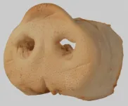 Świński ryjek - 2
