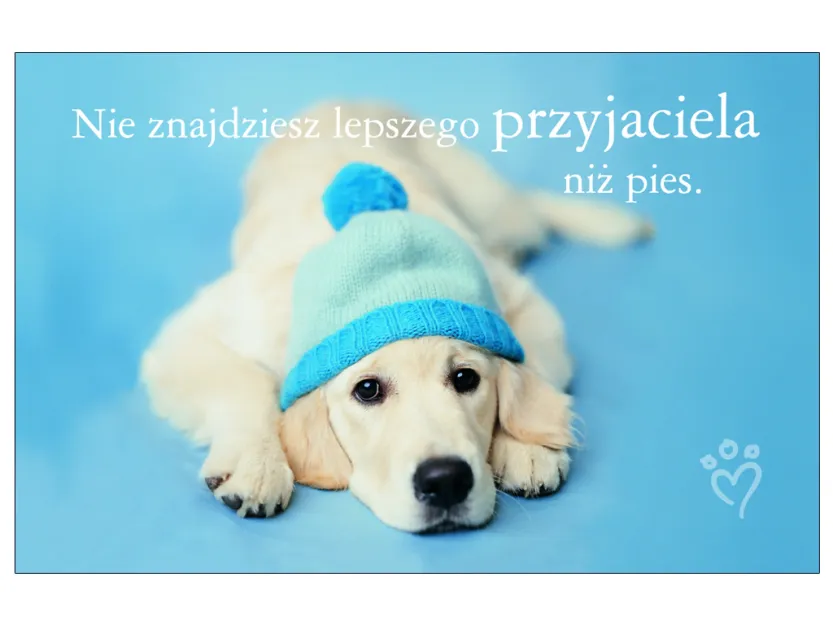 Karta kredytowa - Nie znajdziesz lepszego przyjaciela niż pies