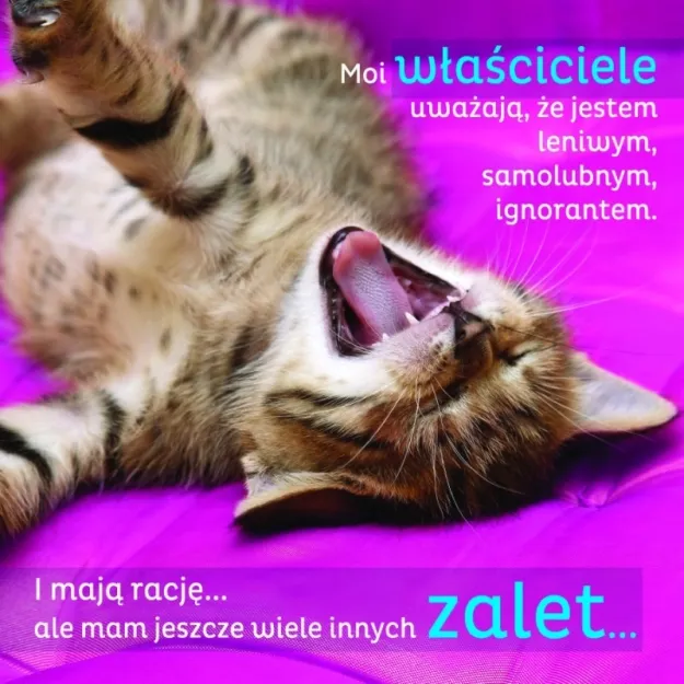 Magnes - Kot. Moi właściciele uważają, że jestem leniwym, samolubnym ignorantem.