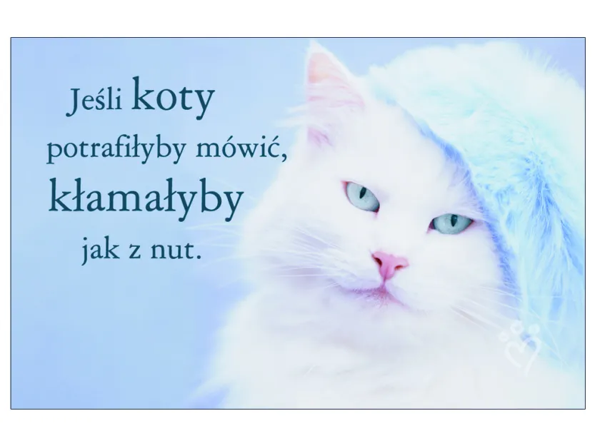 Karta kredytowa - Jeśli koty potrafiłyby mówić, kłamałyby jak z nut