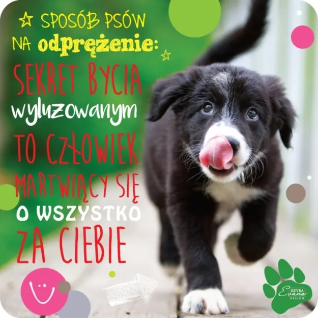 Magnes - Sposób psów na odprężenie: Sekret bycia wyluzowanym to człowiek martwiący się o wszystko za Ciebie