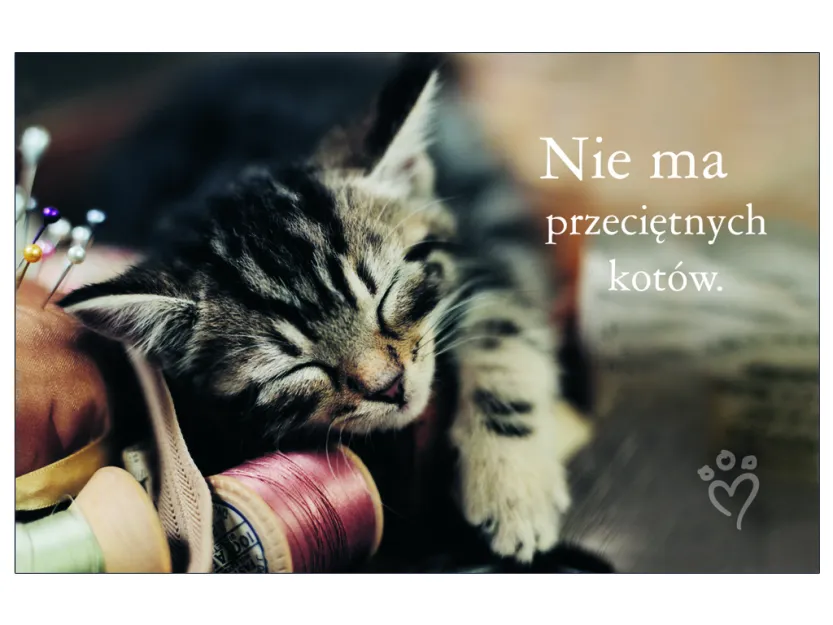 Karta kredytowa - Nie ma przeciętnych kotów