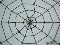 Pająk + biała pajęczyna średnica 150cm - 2