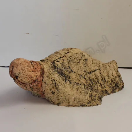 Szamot skarbonka - Foczka Wacek